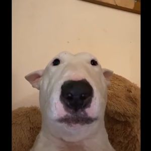 Meet your Posher, Ricky